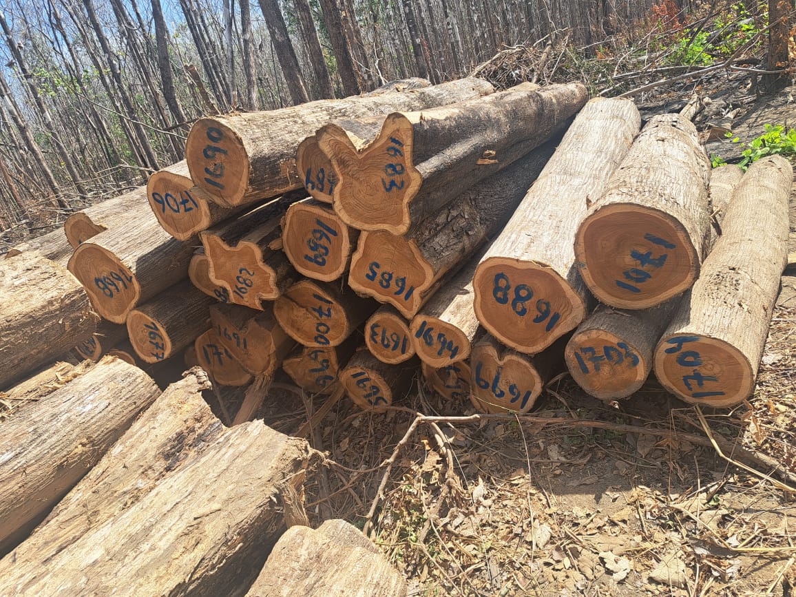 Troncos de teca en el bosque, aprovechamiento forestal